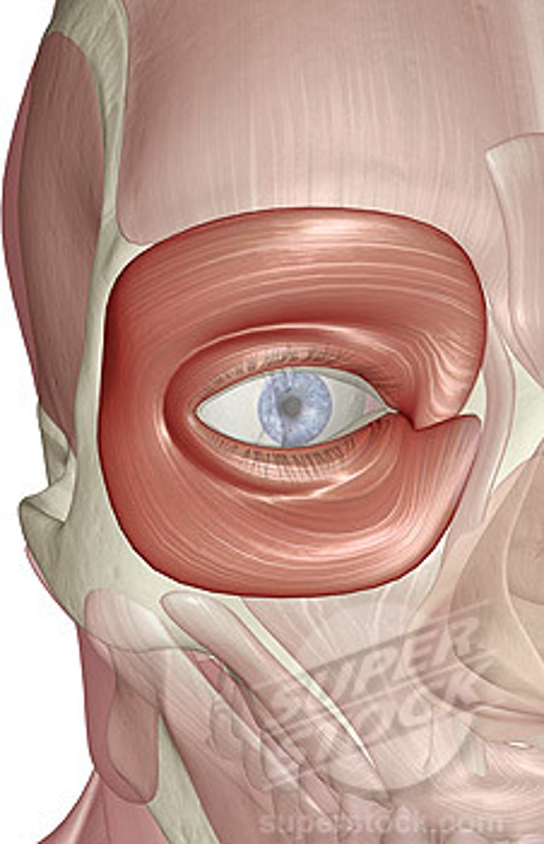 <p>origin - nasal part of frontal bone, frontal process of maxilla, medial palpebral ligament, lacrimal bone</p><p>insertion - Skin of orbital region, lateral palpebral raphe, superior and inferior tarsal plates</p><p>function - Orbital part: Closes eyelids tightly</p><p>Palpebral part: Closes eyelids gently</p><p>Deep palpebral part: Compresses lacrimal sac</p>