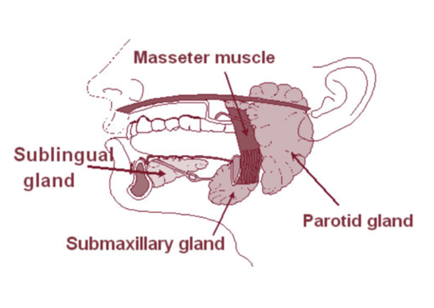 <p>parotid, sublingual, submaxillary glands</p>
