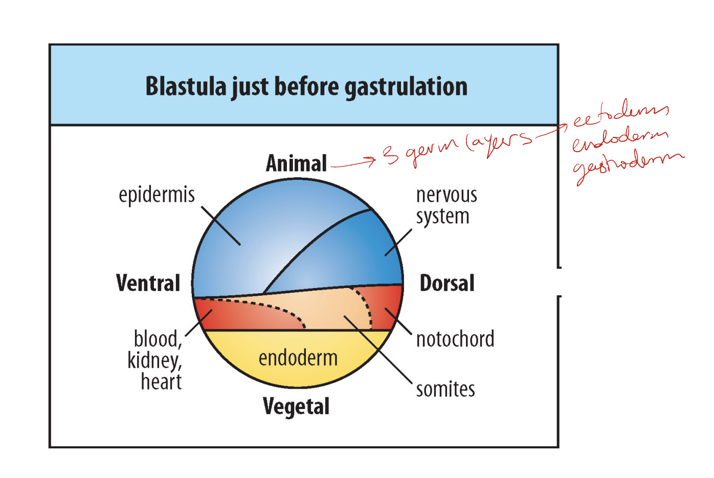 
1. ectoderm first derives neural lineage from the 3 germ layers of a blastula before gastrulation (ectoderm, endoderm, gastroderm)
2. neuro epithilial or neuron stem cell
3. neuroprogenitor cell
4. then differentiates between excitatory and inhibitory

   
   1. progenitor differentiation in neurons with neurotransmitter identity