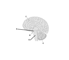 <p>Label each part of the brain.</p>