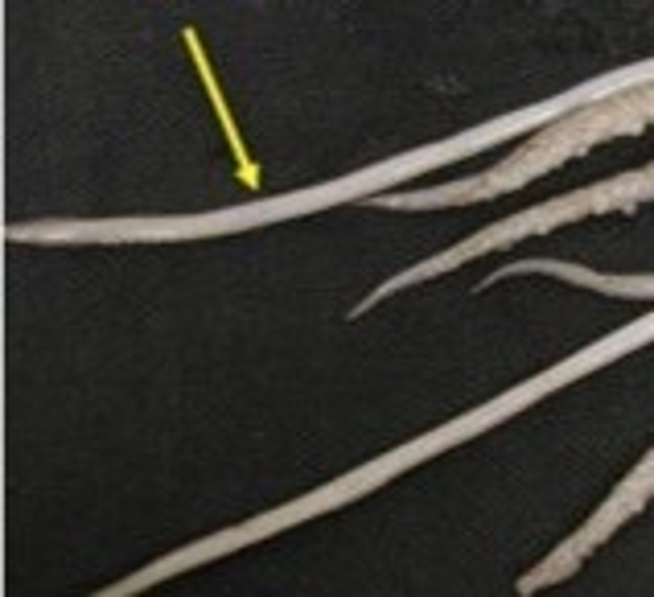 <p>two long, captures prey</p>