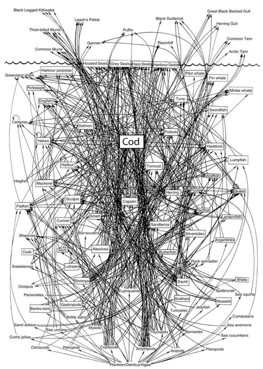 <ul><li><p><span><span>A representation of the biotic interactions in an ecosystem, in which species are connected by interactions</span></span></p></li><li><p><span><span>Organisms are interconnected via the various relationships within an ecological network</span></span></p></li></ul><p></p>