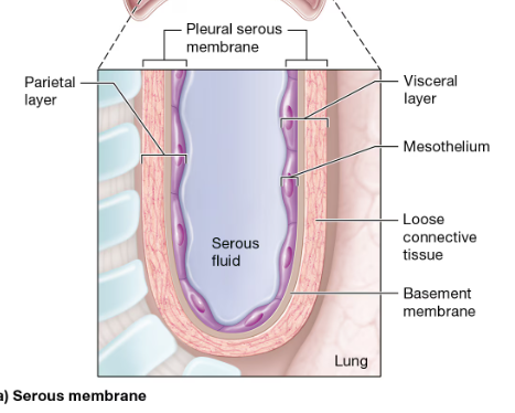 <ul><li><p>line pleural, pericardial, and peritoneal cavities</p></li><li><p>consist of a layer of simple squamous epithelium called <strong>mesothelium, its basement membrane, and a layer of loose connective tissue</strong></p></li><li><p><strong><em>continuous </em></strong>sheet that folds on itself</p></li><li><p>visceral and parietal layers</p></li><li><p><strong><em>mesothelium cells secrete serous fluid</em></strong> that fills the space between the 2 layers. </p></li><li><p>serous fluid provides lubrication so organs can move without friction</p></li></ul><p></p>