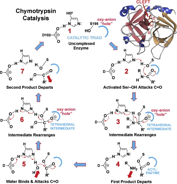 <p>This coordinated action effectively lowers the pKa of the Serine hydroxyl group, allowing it to become a deprotanated alkoxide ion. In this state, Serine 195 is a good nucleophile and can perform the initial nucleophilic attack on the substrate, leading to the formation os a transitory tetrahedral intermediate and a subsequent acylated-enzyme intermediate.</p>