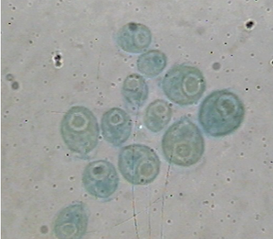 term image