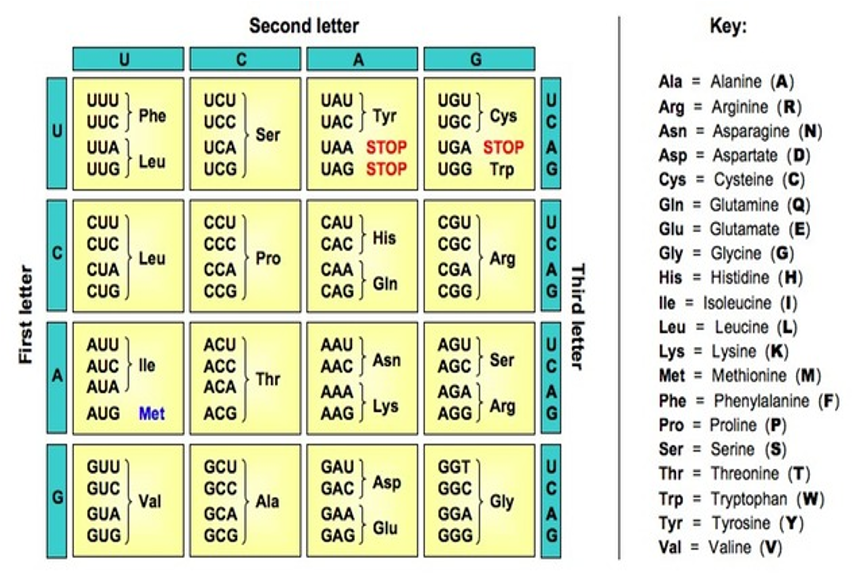 <p>The start codon is AUG and there are a couple of end codons. The ribosome moves along the RNA strand until it reaches the start codon, and only then does tRNA start to bring the linking amino acids. This stops when the ribosome reaches one of the end codons</p>