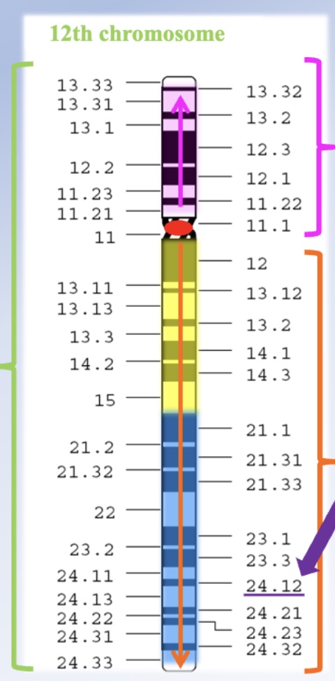 <p>Loci are numbered from the centromere outward toward the telomeres. Larger numbers mean farther from the center. For example, on chromosome 12: the 12p arm has one region, and the 12q arm has two regions (1 = yellow, 2 = blue). The locus <strong>12q24.12</strong> is read as “twelve Q two-four point one-two,” pinpointing a precise location on the q arm.</p>