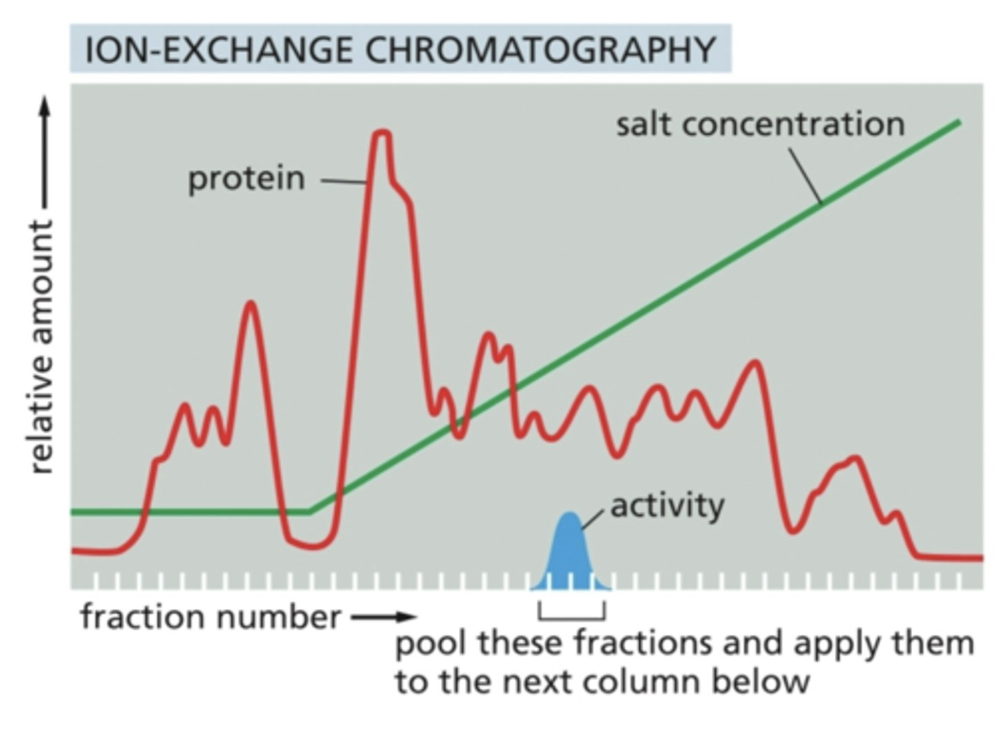 <p>- protein of interest eluted in several fractions and detected by enzymatic activity</p><p>- pool fractions with most amount of activity; usually seen after the salt concentration is increased to force the elution of protein of interest</p><p>- discard remaining proteins</p>