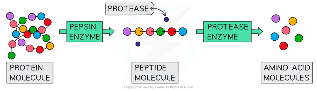 <ul><li><p>they break down <strong>proteins </strong>into <strong>amino acids</strong></p></li><li><p><strong>pepsin </strong>made in the <strong>stomach </strong>breaks down proteins into smaller <strong>polypeptide chains</strong></p></li><li><p><strong>protease enzymes </strong>made in the <strong>pancreas </strong>and <strong>small intestine </strong>break the chains into <strong>amino acids</strong></p></li></ul><p></p>