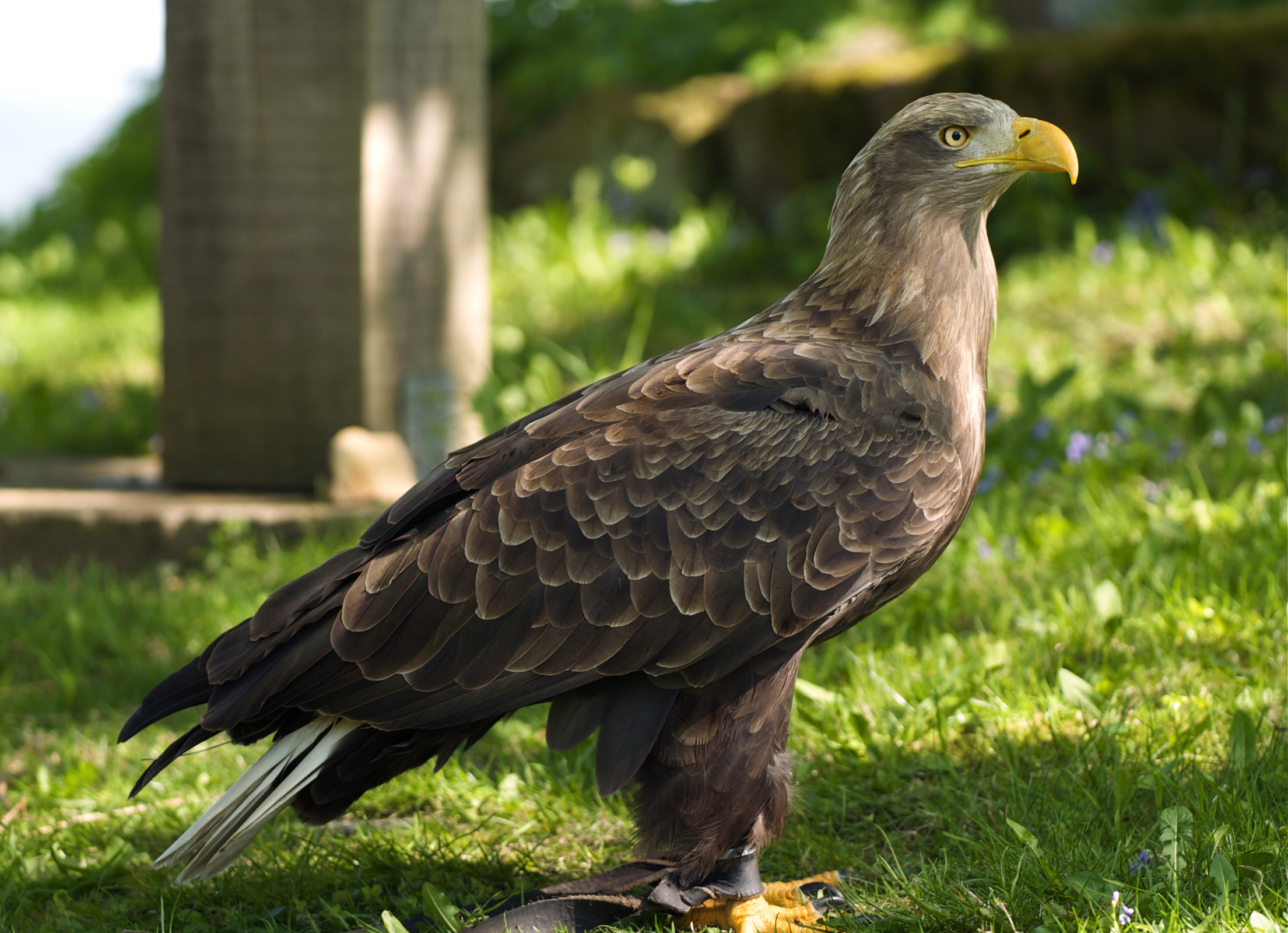 <p>Bird species.</p>