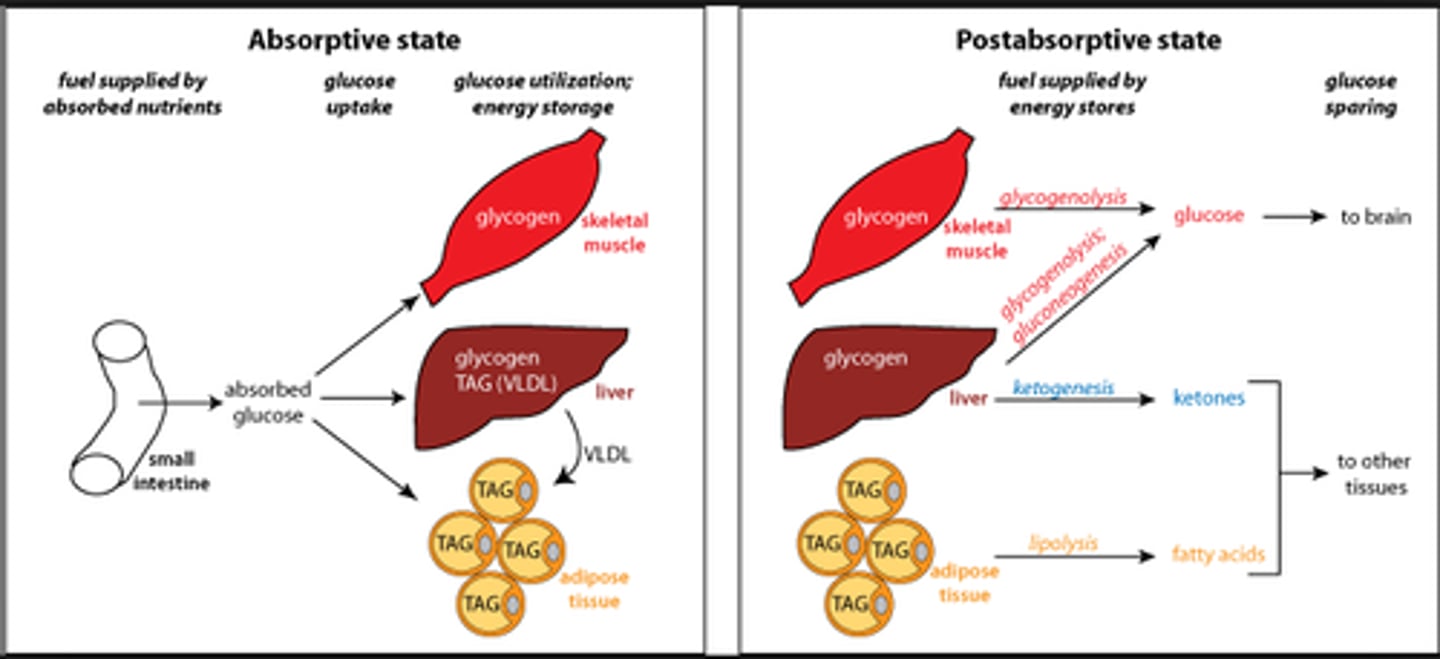 <p>(A) Absorptive</p><p>The absorptive state is also known as the "well-fed state" and is characterized by energy storage.</p><p>The Post-absorptive State is also known as the "fasting state" and is characterized by energy utilization.</p>