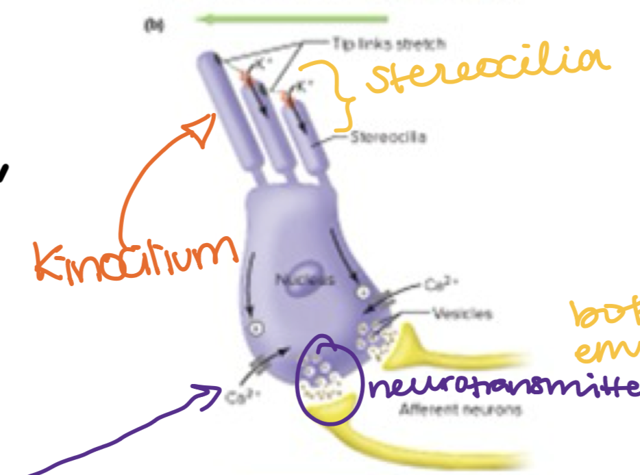 <p>Hair cell Bend Towards Kinocilium</p>