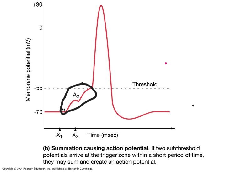 <p>What is temporal Summation?</p>