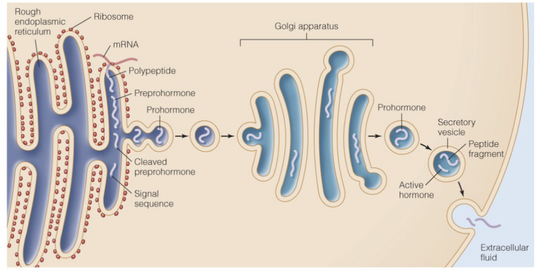 <p>Synthesized in RER as preprohormone —&gt; preprohormone cleaved to prohormone —&gt; Golgi apparatus for protein modification and packaging into vesicle —&gt; prohormone in vesicle cleaved into peptide fragment and active hormone —&gt; active hormone released</p>