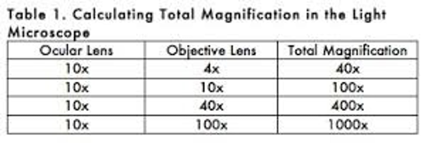 <p>Ocular x objective; typically 10 x objective lens</p>