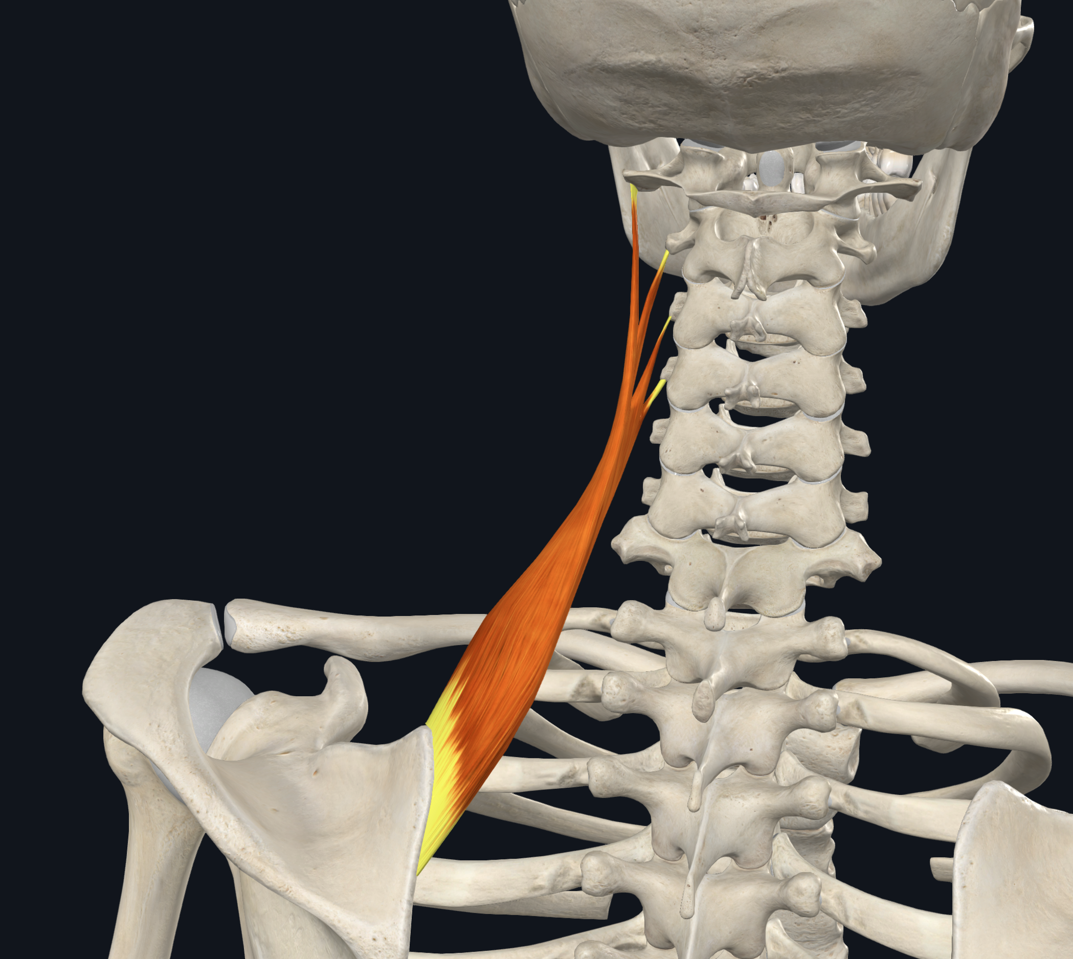 <p>scapula: medial border from superior angle to base of spine </p>