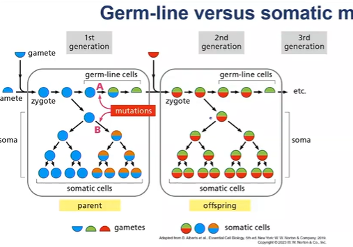 <p>germline mutations occur in eggs and sperm - can be passed onto offspring</p><p>somatic mutations - occur in body cells - are not passed onto offspring</p>