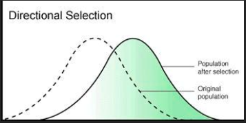 <ul><li><p>Directional Selection - one of the extreme traits are more likely to survive and reproduce (<strong>phenotype at one end of a range of variation is selected - population changes in direction of favoured characteristic) </strong></p></li><li><p>over time leads to a shift in the mean of the populations trait</p><ul><li><p>occurs when there is a change in the environment</p></li><li><p>can be a new allele that has appeared and it is advantageous</p></li></ul></li><li><p>Before selection:</p><ul><li><p class="">Normal distribution (bell-shaped curve)</p></li><li><p class="">Mean trait value is in the middle</p></li></ul><p>After selection:</p><ul><li><p class="">The curve <strong>shifts</strong> towards one <strong>extreme phenotype</strong></p></li><li><p class="">Mean trait value changes</p></li><li><p class="">Selection is <strong>against</strong> the other extreme and the average</p></li></ul></li></ul><p></p>