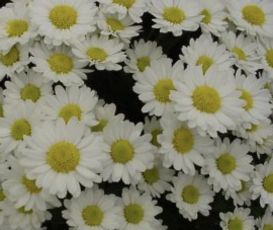 <p>Name This Flower</p>