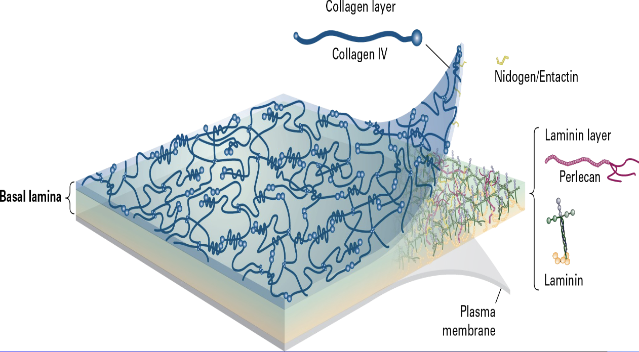 <ul><li><p>specialized sheet of extracellular matrix that underlies epithelial cells</p></li><li><p>The electron micrograph is situated between the basal surface of the epithelial cell's cytosol and the underlying connective tissue.</p></li><li><p>includes an intertwined meshwork of Type IV Collagen, (a connecting layer of Laminin, and the linking glycoproteins Nidogen/Entactin and Perlecan)</p></li><li><p> secreted by the epithelial cells to provide structural support, filtration, and cell adhesion</p></li></ul><p></p>