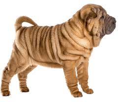 <p>A significant Fst deviation in shar-peis. Hylauronic synthase (HAS2) expression is elevated, associated with skin repair and stretch</p>