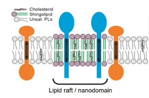 <ul><li><p>lipid nanodomains/rafts are localised membrane regions with distinct lipid compositions that can attract different proteins </p></li><li><p>these robust regions arrange membrane proteins into functional clusters, and alter local membrane rigidity</p></li></ul><p></p>