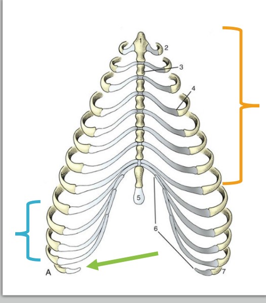 * “floating ribs”
* No articulation with the sternum or other ribs
* most caudal

*green*