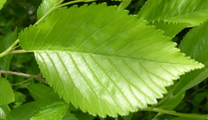 <p><span><strong>Listová čepel asymetrická – nepřekrývá řapík</strong></span></p>