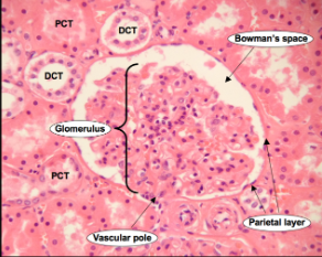 <ul><li><p>cuboidal cells of distal tubules have short and scant microvilli, less acidophilla than proximal tubules</p></li></ul><p></p>