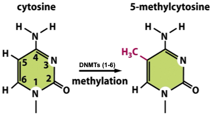 <p>C<sup>5</sup>-methylcytosine (5mC)</p><p>Helix stability: increased (tighter, compact)</p><p>Functions:</p><ul><li><p>immense system</p></li><li><p>gene silencing</p></li><li><p>X chromosome inactivation</p></li><li><p>imprinting/epigenetic memory</p></li><li><p>stem cell pluripotency</p></li><li><p>differentiation</p></li><li><p>DNA recombination</p></li><li><p><strong>Silences invading parasitic DNA sequences in the genome as a defense mechanism</strong></p></li><li><p>70-80% of the CpG sites are methylated in the genome</p></li><li><p>~50% of proximal gene promoters have methylated CpG islands → silence gene transcription </p></li></ul><p>MOST COMMON</p><p></p>