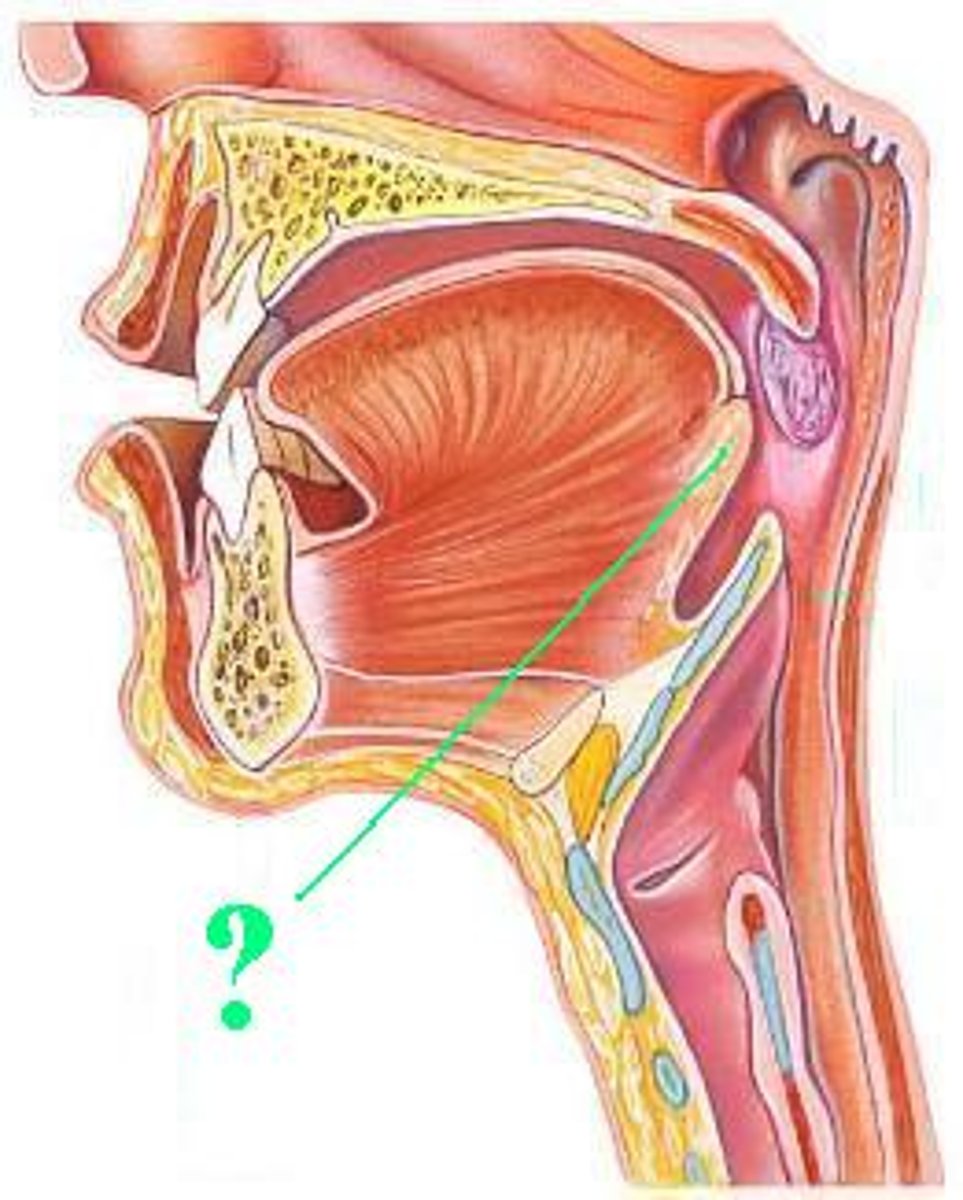<p>Identify the indicated structure.</p>