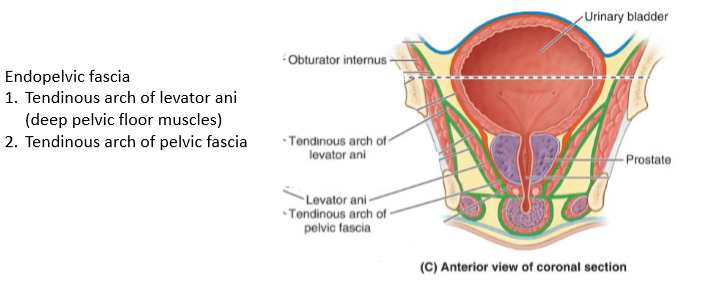 <p>supported by endopelvic fascia</p>