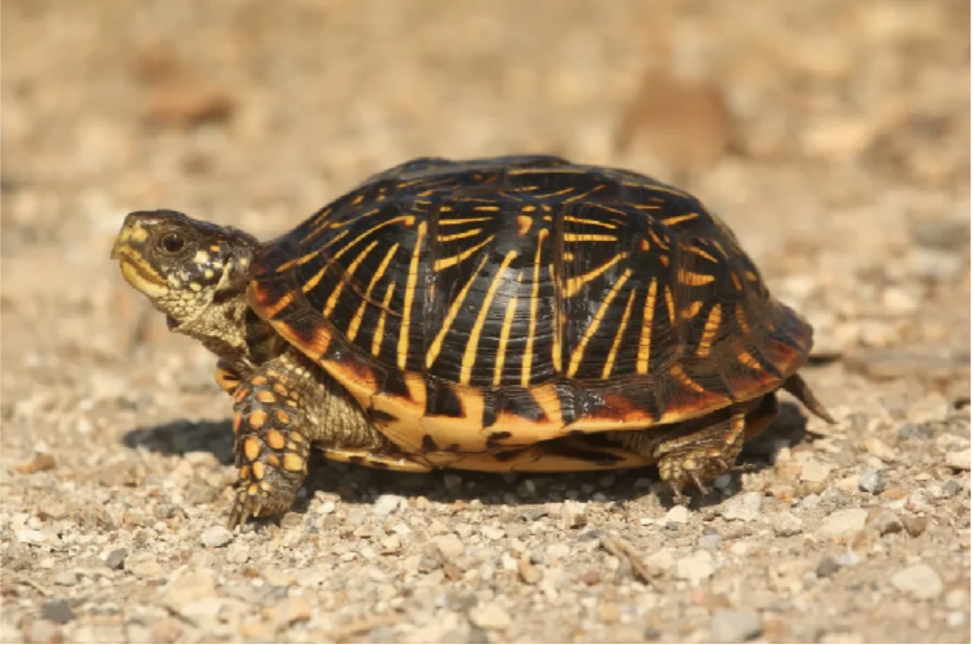 <p>Terrapene ornata<br>Ornate box turtle<br>Emydidae</p>
