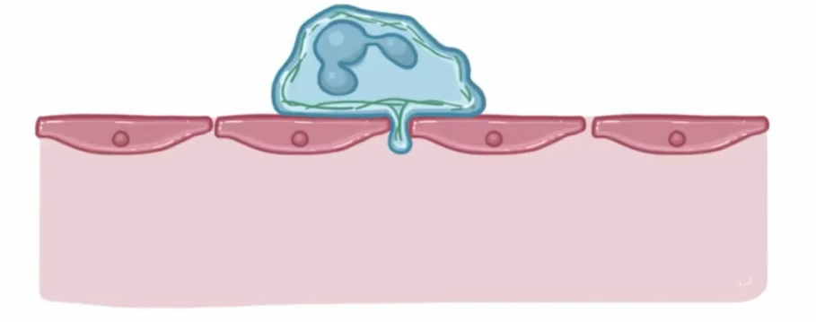 <p>hook wedges between endothelial cells of blood vessels</p>