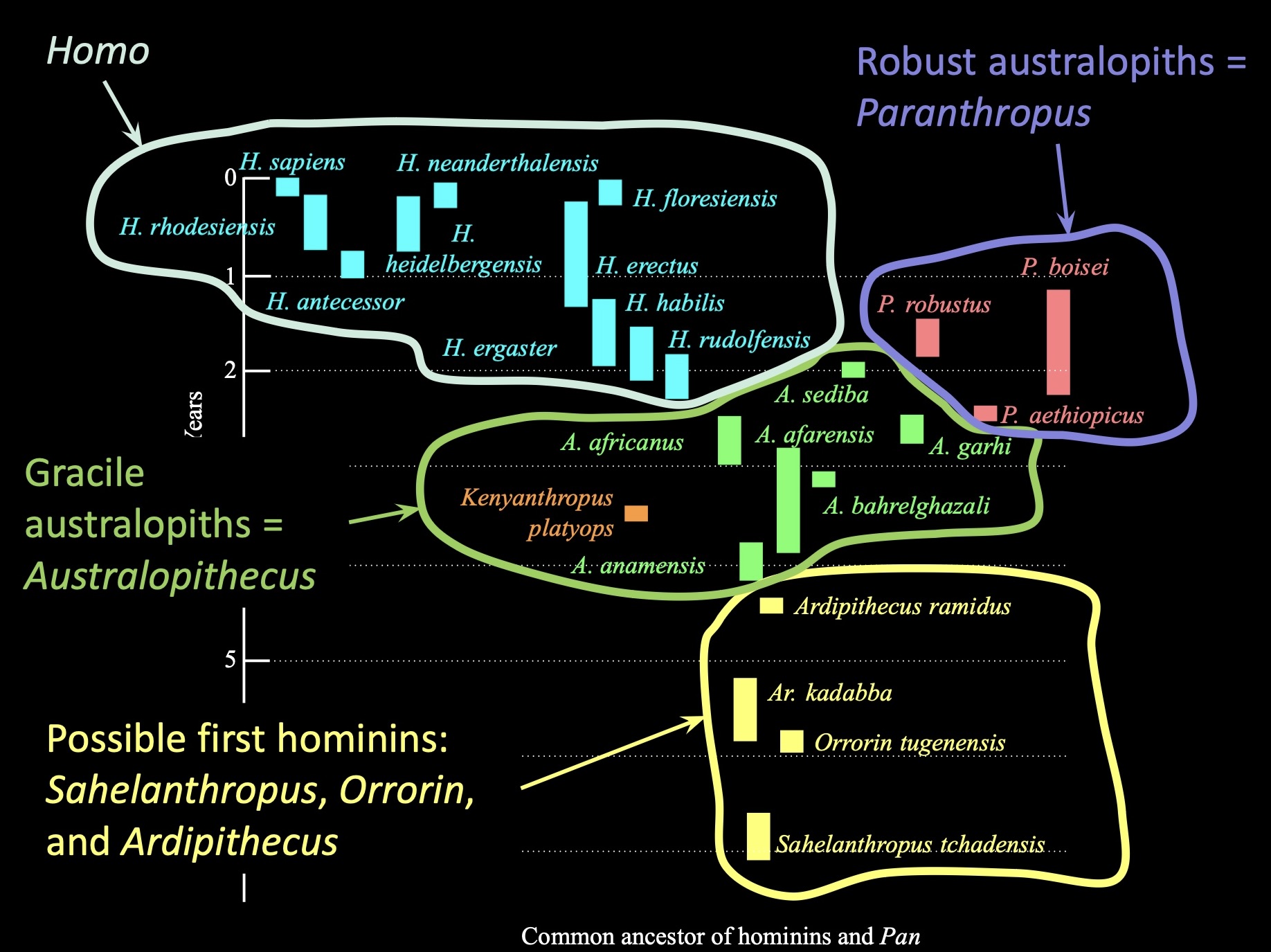 <ul><li><p>Between 7-4.4 million years ago, we have evidence in the fossil record of a small number of candidate species</p><ul><li><p>Ardipithecus ramidus, Ar. kadabba, Orrorin tugenensis, and Sahelanthropus tchadensis</p></li></ul><p></p></li></ul><img src="https://knowt-user-attachments.s3.amazonaws.com/b9869e6f-fafe-4c6c-81c8-401846ad8e17.jpg" data-width="100%" data-align="center"><p></p>