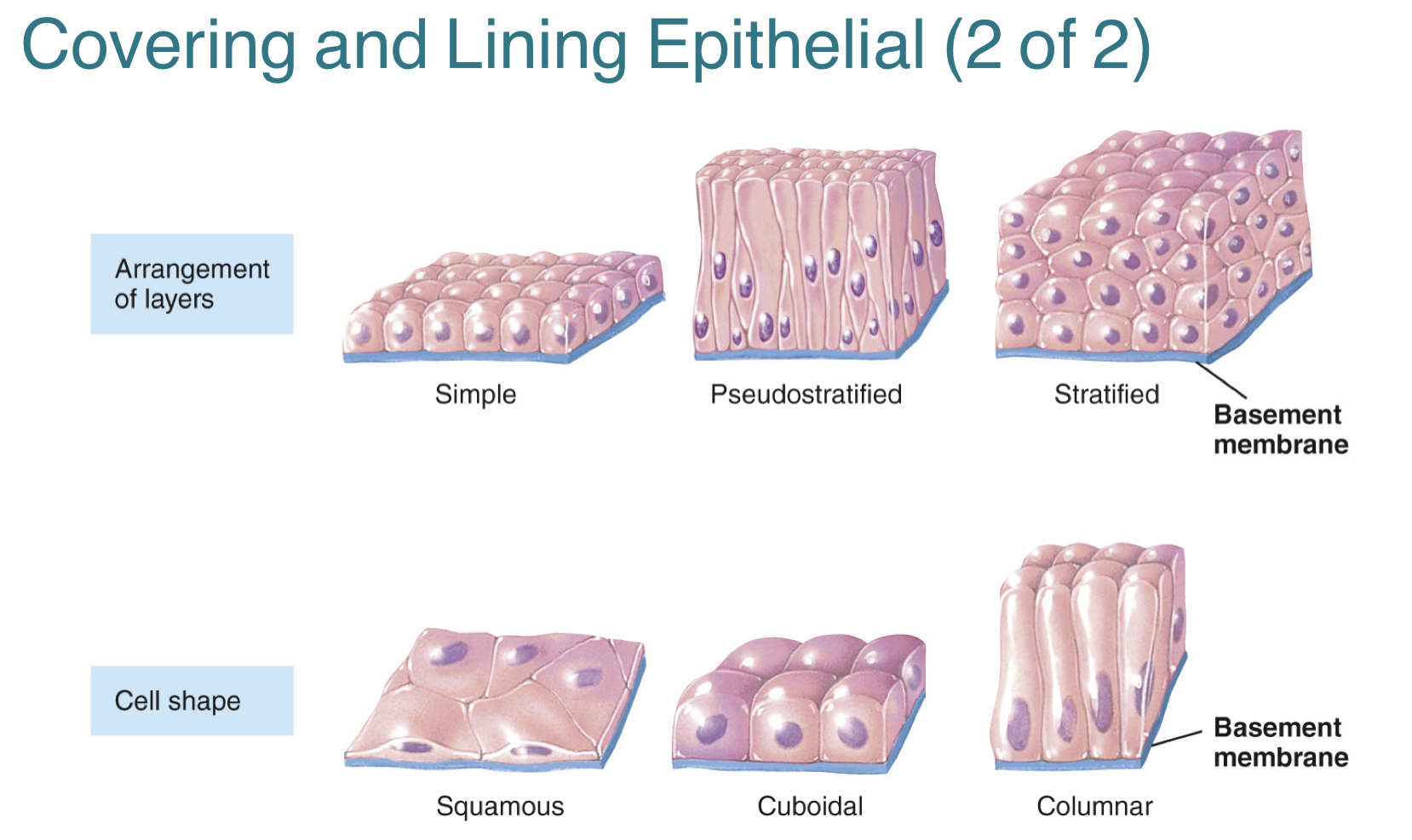 <p><strong>1.) Specific arrangement of cells in layers</strong><br>-includes simple epithelium, pseudostratified epithelium, <em>stratified epithelium (has layers)</em></p><p><strong>2.) Specific cell shapes</strong><br>-includes squamous cells, cuboidal cells, columnar cells, and transitional cells</p>