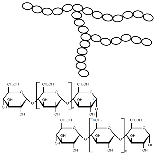 <p>A branched polymer of alpha glucose joined by 1,4 glycosidic bonds, there are branches every 25,30 glucose molecule </p>