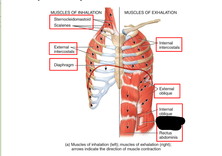 <p>What <strong>Respiratory</strong> <strong>Muscle?</strong></p>