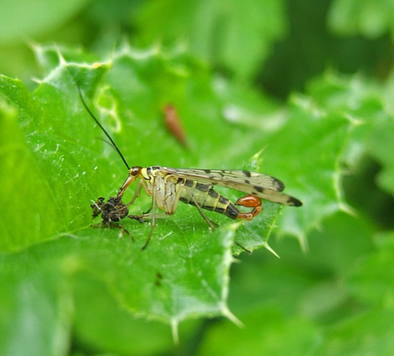 <p>Brownish, dark spots/bands on membranous wings, long threadlike antennae, eat: dying/dead insects/fruit and nectar,</p>
