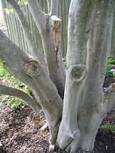 <p>musclewood, Carpinus caroliniana (Betulaceae)</p>