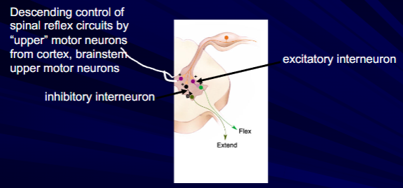 <p>contain inhibitory and excitatory interneurons and are modified by descending inpout from brain.</p><p>motor neuron excitability depends on the combined inpout from local, central and peripheral sources.</p>