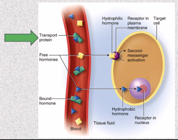 <p>hydrophobic</p><ul><li><p>bind to transport proteins (globulins) (to prevent filtration and degradation)</p></li><li><p>bound hormones have longer half life</p></li><li><p>only unbound hormone leaves capillaries to reach target cell</p></li></ul><p></p>