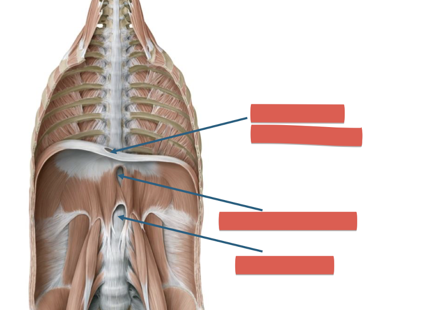 <p>Fill in the blank </p>