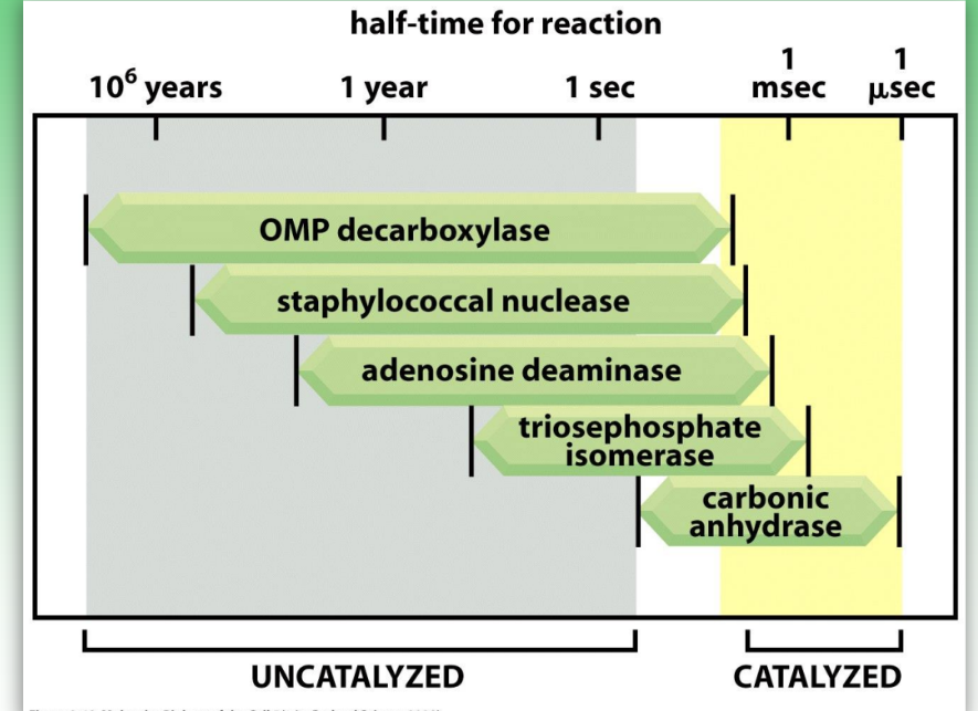 <ul><li><p>enzymes leads to substantial rate enhancements relative to uncatalyzed</p><ul><li><p>accelerations range from 10<sup>9</sup> to 10<sup>23</sup></p></li></ul></li><li><p>due to acid-base catalysis &amp; proximity/orientation effects</p></li></ul><p></p>