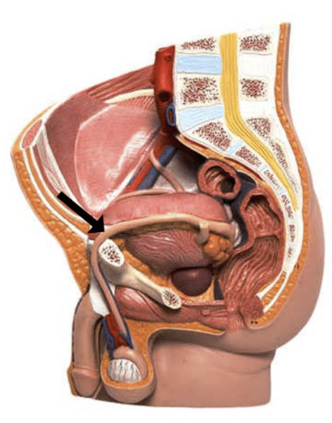 <p>Name the structure.</p>