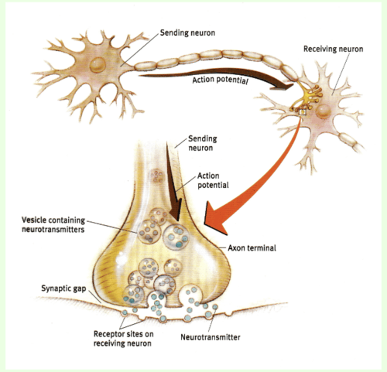 <p>junction between terminal button of one neuron and membrane--usually the somatic or dendritic membrane--of another</p>