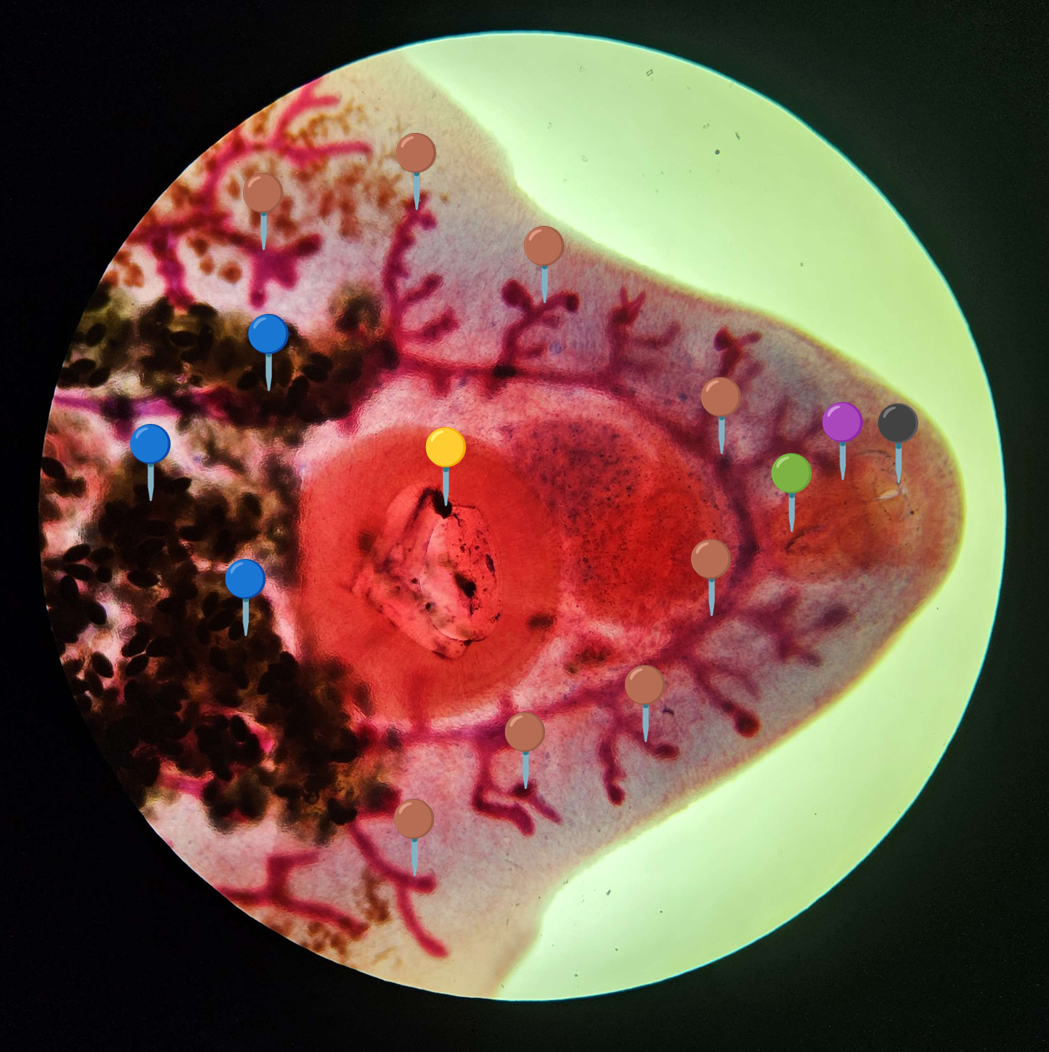 <p><strong><em>Fasciola hepatica</em></strong></p><p>(Postać dojrzała)</p><p></p><p></p><p><strong>Organelle:</strong></p><p></p><ul><li><p><span data-name="red_circle" data-type="emoji">🔴</span><span data-name="yellow_circle" data-type="emoji">🟡</span><span data-name="green_circle" data-type="emoji">🟢</span><span data-name="blue_circle" data-type="emoji">🔵</span><span data-name="purple_circle" data-type="emoji">🟣</span><span data-name="black_circle" data-type="emoji">⚫</span><span>️</span><span data-name="white_circle" data-type="emoji">⚪</span><span data-name="brown_circle" data-type="emoji">🟤</span></p></li></ul><p></p><ul><li><p><span data-name="red_circle" data-type="emoji">🔴</span><span data-name="yellow_circle" data-type="emoji">🟡</span><span data-name="green_circle" data-type="emoji">🟢</span><span data-name="blue_circle" data-type="emoji">🔵</span><span data-name="purple_circle" data-type="emoji">🟣</span><span data-name="black_circle" data-type="emoji">⚫</span><span>️</span><span data-name="white_circle" data-type="emoji">⚪</span><span data-name="brown_circle" data-type="emoji">🟤</span></p></li></ul><p></p><ul><li><p><span data-name="red_circle" data-type="emoji">🔴</span><span data-name="yellow_circle" data-type="emoji">🟡</span><span data-name="green_circle" data-type="emoji">🟢</span><span data-name="blue_circle" data-type="emoji">🔵</span><span data-name="purple_circle" data-type="emoji">🟣</span><span data-name="black_circle" data-type="emoji">⚫</span><span>️</span><span data-name="white_circle" data-type="emoji">⚪</span><span data-name="brown_circle" data-type="emoji">🟤</span></p></li></ul><p></p><ul><li><p><span data-name="red_circle" data-type="emoji">🔴</span><span data-name="yellow_circle" data-type="emoji">🟡</span><span data-name="green_circle" data-type="emoji">🟢</span><span data-name="blue_circle" data-type="emoji">🔵</span><span data-name="purple_circle" data-type="emoji">🟣</span><span data-name="black_circle" data-type="emoji">⚫</span><span>️</span><span data-name="white_circle" data-type="emoji">⚪</span><span data-name="brown_circle" data-type="emoji">🟤</span></p></li></ul><p></p><ul><li><p><span data-name="red_circle" data-type="emoji">🔴</span><span data-name="yellow_circle" data-type="emoji">🟡</span><span data-name="green_circle" data-type="emoji">🟢</span><span data-name="blue_circle" data-type="emoji">🔵</span><span data-name="purple_circle" data-type="emoji">🟣</span><span data-name="black_circle" data-type="emoji">⚫</span><span>️</span><span data-name="white_circle" data-type="emoji">⚪</span><span data-name="brown_circle" data-type="emoji">🟤</span></p></li></ul><p></p><p></p><p><strong>Parazytoza:</strong><em> Fascjoloza</em></p>