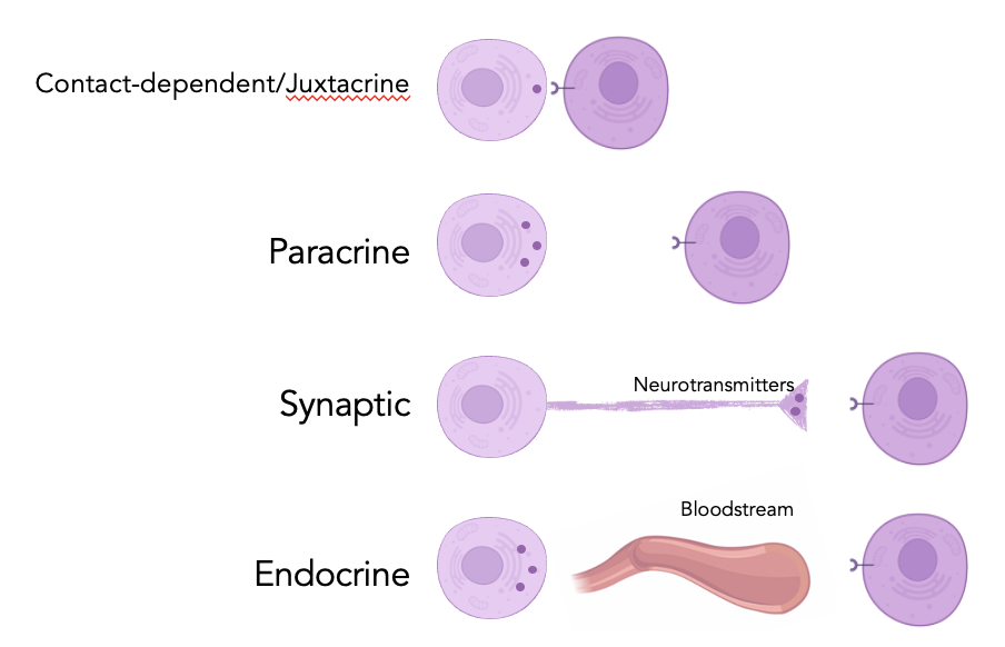 <p>state the types of cell communication</p>