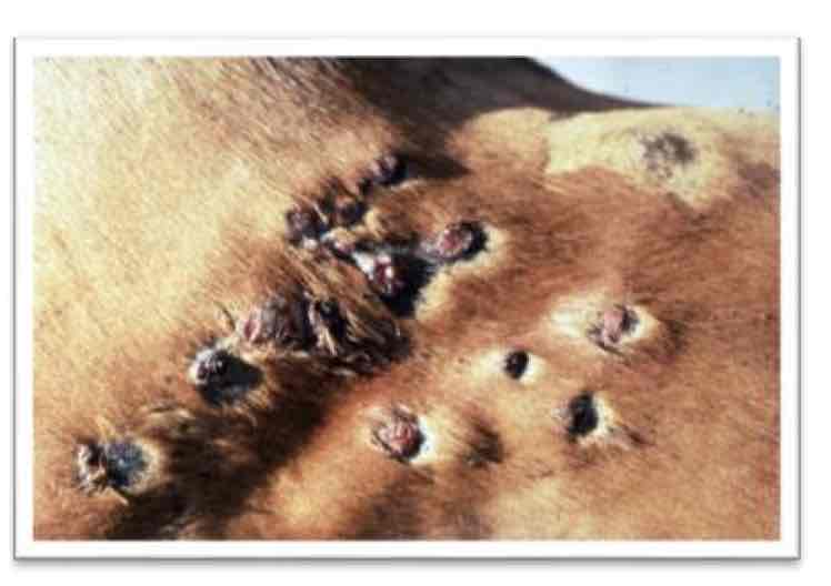 <p>What are the main species affected by Sporotrichosis (“Rose Gardeners Disease”) &amp; how is it transmitted?</p>