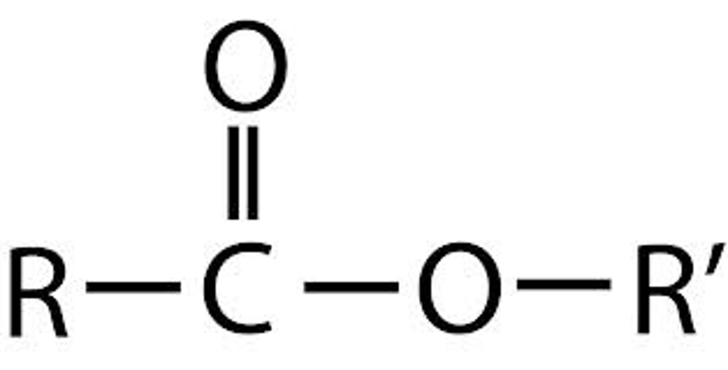 <p>A chemical group consisting of a carbon double bonded to oxygen and single bonded to another oxygen (must be in middler of chain)</p>